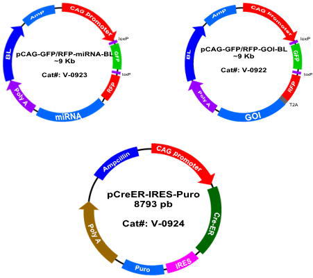 inducible mirna