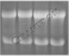 rna-isol