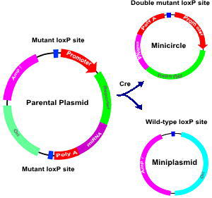 minicircle